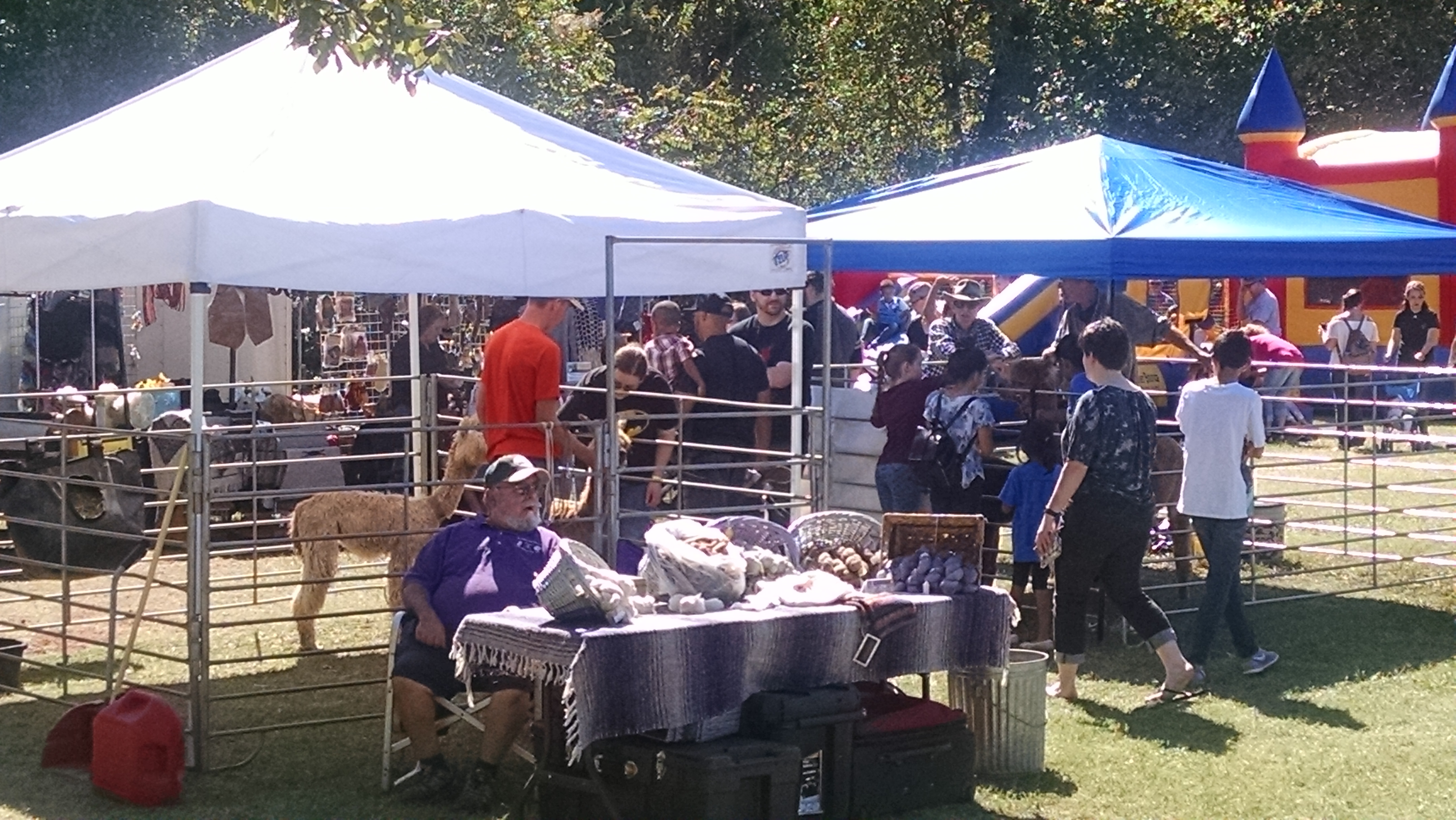 Alpacas of Oklahoma at Wings in 2018