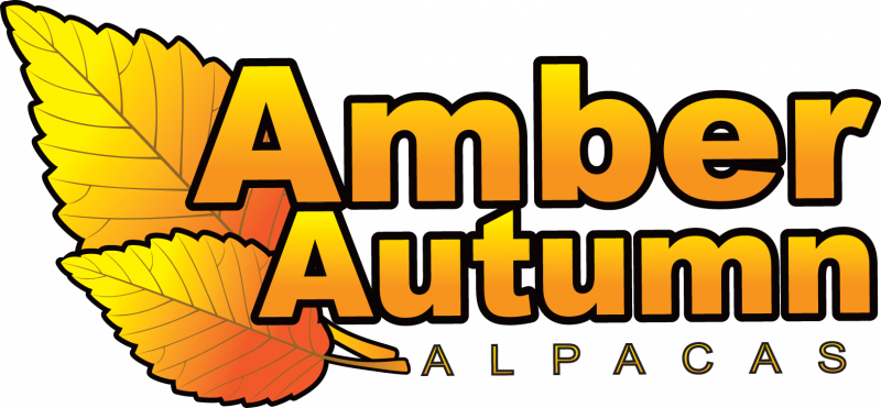 Amber Autumn Alpacas Logo