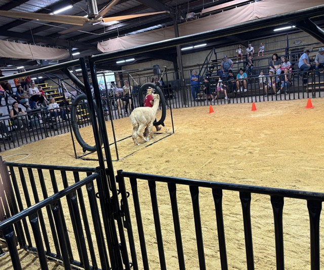 McClain County Free Fair Youth Participant