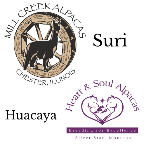 Heart & Soul Alpacas - Mill Creek Alpacas